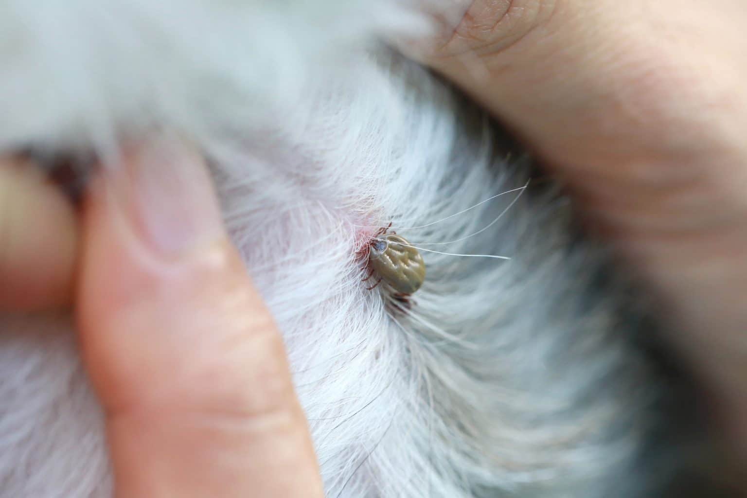 zeckenhalsband seresto hund