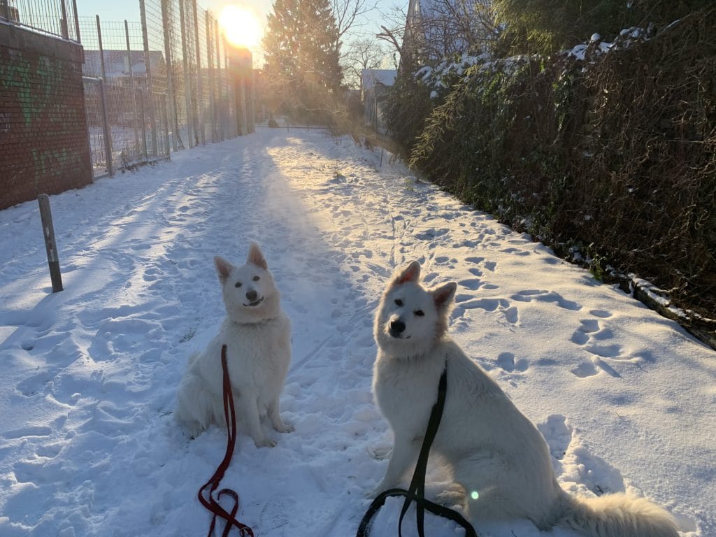 Weiße Schäferhunde im Schnee