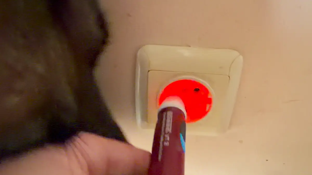 BENNING VT 2 an einer Schuko-Steckdose, die Prüfspitze leuchtet rot, ein Malinois schnuppert daneben